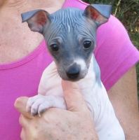 American Hairless Terrier Puppies for sale in Louisville, KY, USA. price: $500