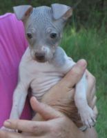 American Hairless Terrier Puppies for sale in Los Angeles, CA, USA. price: $500
