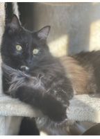 American Longhair Cats for sale in St. Petersburg, FL, USA. price: $250