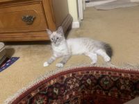 American Longhair Cats for sale in Kenner, LA, USA. price: $1,000