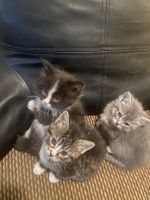 American Longhair Cats for sale in Baltimore, Maryland. price: $100