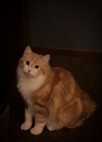 American Longhair Cats for sale in Waconia, Minnesota. price: $6,000