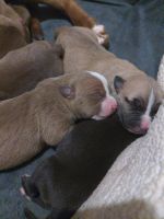 American Mastiff Puppies for sale in Topeka, KS 66605, USA. price: $600
