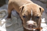 American Mastiff Puppies for sale in Topeka, KS 66605, USA. price: $850
