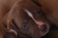 American Mastiff Puppies for sale in Topeka, KS 66605, USA. price: $850