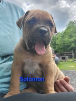 American Mastiff Puppies for sale in Fulton, NY 13069, USA. price: $2,000
