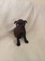 American Mastiff Puppies for sale in Albury, New South Wales. price: NA