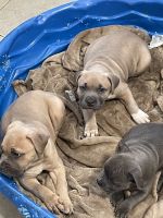 American Mastiff Puppies Photos
