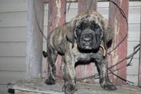 American Mastiff Puppies for sale in Sugarcreek, OH 44681, USA. price: $1,300