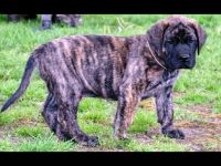 american-mastiff-puppy-851368.jpg