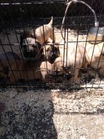 American Molossus Puppies for sale in Richmond, CA 94801, USA. price: $500