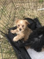 American Morkshire Terrier Puppies for sale in Glasgow, KY 42141, USA. price: $600