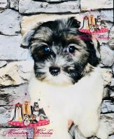 American Morkshire Terrier Puppies for sale in Burnsville, NC 28714, USA. price: $1,250