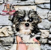 American Morkshire Terrier Puppies Photos