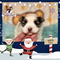 American Morkshire Terrier Puppies Photos