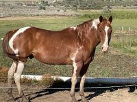 American Paint Horse Horses for sale in Cortez, CO 81321, USA. price: $3,500