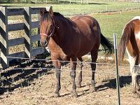 American Paint Horse Horses Photos