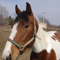 American Paint Horse Horses for sale in Union, SC 29379, USA. price: $100
