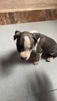 American Pit Bull Terrier Puppies for sale in Madhavaram, Chennai, Tamil Nadu, India. price: 25,000 INR