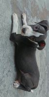 American Pit Bull Terrier Puppies for sale in Rohtak, Haryana, India. price: 10,000 INR