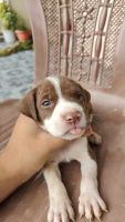 American Pit Bull Terrier Puppies for sale in Haldwani, Uttarakhand 263139, India. price: 9000 INR