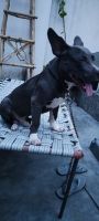 American Pit Bull Terrier Puppies for sale in 121003, Surya Vihar Part I, Surdas Colony, Sector 91, Faridabad, Haryana 121003, India. price: NA