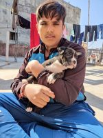 American Pit Bull Terrier Puppies for sale in 111, Kishangarh - Mehrauli Rd, Kishangarh Village, Sector-A, Vasant Kunj, New Delhi, Delhi 110070, India. price: 30000 INR