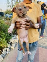American Pit Bull Terrier Puppies for sale in Pune, Maharashtra, India. price: 15 INR