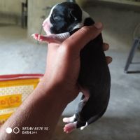 American Pit Bull Terrier Puppies for sale in Behror, Rajasthan 301701, India. price: 15000 INR