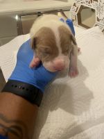 American Pit Bull Terrier Puppies for sale in Minneapolis, MN, USA. price: $800