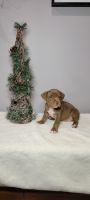 American Pit Bull Terrier Puppies for sale in Clemson, South Carolina. price: $1,500