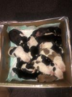 American Pit Bull Terrier Puppies for sale in Chicago, Illinois. price: $700