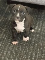 American Pit Bull Terrier Puppies for sale in Atlanta, Georgia. price: $250