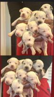 American Pit Bull Terrier Puppies for sale in Rex, Georgia. price: $350