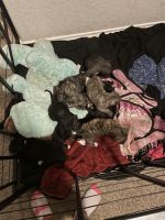 American Pit Bull Terrier Puppies for sale in San Antonio, Texas. price: $150