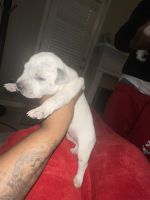 American Pit Bull Terrier Puppies for sale in Rex, Georgia. price: $450