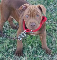 American Pit Bull Terrier Puppies for sale in Houston, Texas. price: $1,500