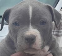 American Pit Bull Terrier Puppies for sale in Berry Creek, CA 95916, USA. price: $475