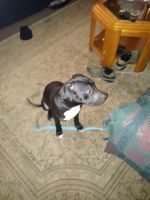 American Pit Bull Terrier Puppies for sale in Pittsburgh, Pennsylvania. price: $100