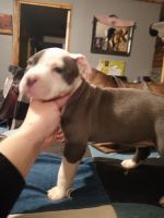 American Pit Bull Terrier Puppies for sale in Shepherdsville, KY 40165, USA. price: $300