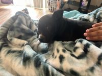 American Pit Bull Terrier Puppies for sale in San Diego, California. price: $220