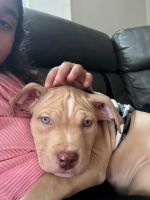 American Pit Bull Terrier Puppies for sale in Perth Amboy, New Jersey. price: $1,500