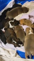 American Pit Bull Terrier Puppies for sale in Centreville, Virginia. price: NA