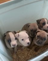 American Pit Bull Terrier Puppies for sale in Georgetown, South Carolina. price: $350