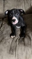 American Pit Bull Terrier Puppies for sale in Burtonsville, MD, USA. price: $250