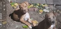 American Pit Bull Terrier Puppies for sale in Houston, Texas. price: $300
