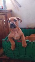 American Pit Bull Terrier Puppies for sale in Sacramento, CA, USA. price: $150