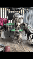 American Pit Bull Terrier Puppies for sale in Burtonsville, Maryland. price: $300