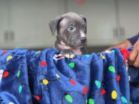 American Pit Bull Terrier Puppies for sale in Long Beach, California. price: $1,800