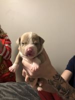American Pit Bull Terrier Puppies for sale in Seattle, Washington. price: $80,000